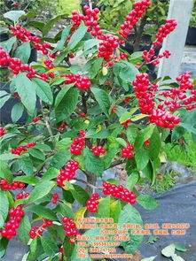 优质吉林北美冬青芽子 高清图片展示及寿光苗木推荐