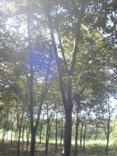 苗木与日常用品 绿化苗木产品信息与图片概览