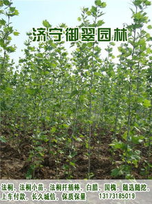 1公分法梧山东优质法桐小苗与工艺品的完美结合