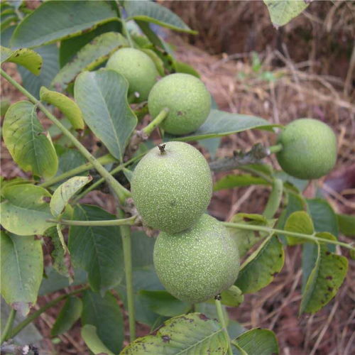 中林5号与晋龙2号核桃树苗 优质苗木与工艺价值的管理