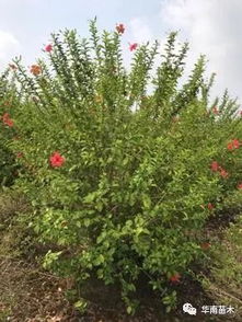 华南苗木灌木品种特惠 精选绿化与经济价值兼备的选择