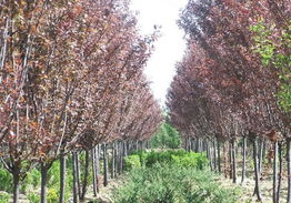 青桐苗木 城市绿化的优雅之选