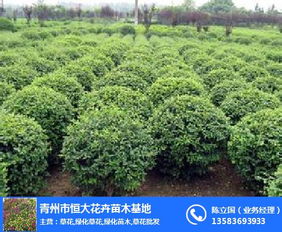 合胜花卉苗木 打造绿色生态，引领绿化苗木行业新风尚