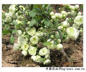 沭阳新河绿化苗木农厂 匠心育绿，助力生态家园建设