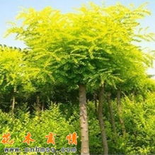 金叶榆的多重价值 从工程绿化到工艺品创作