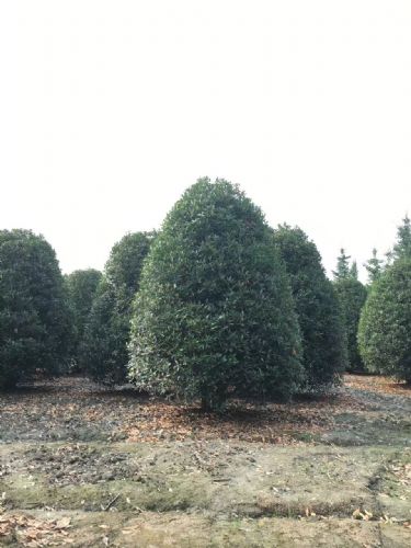 崇州苗木批发与日常用品采购指南