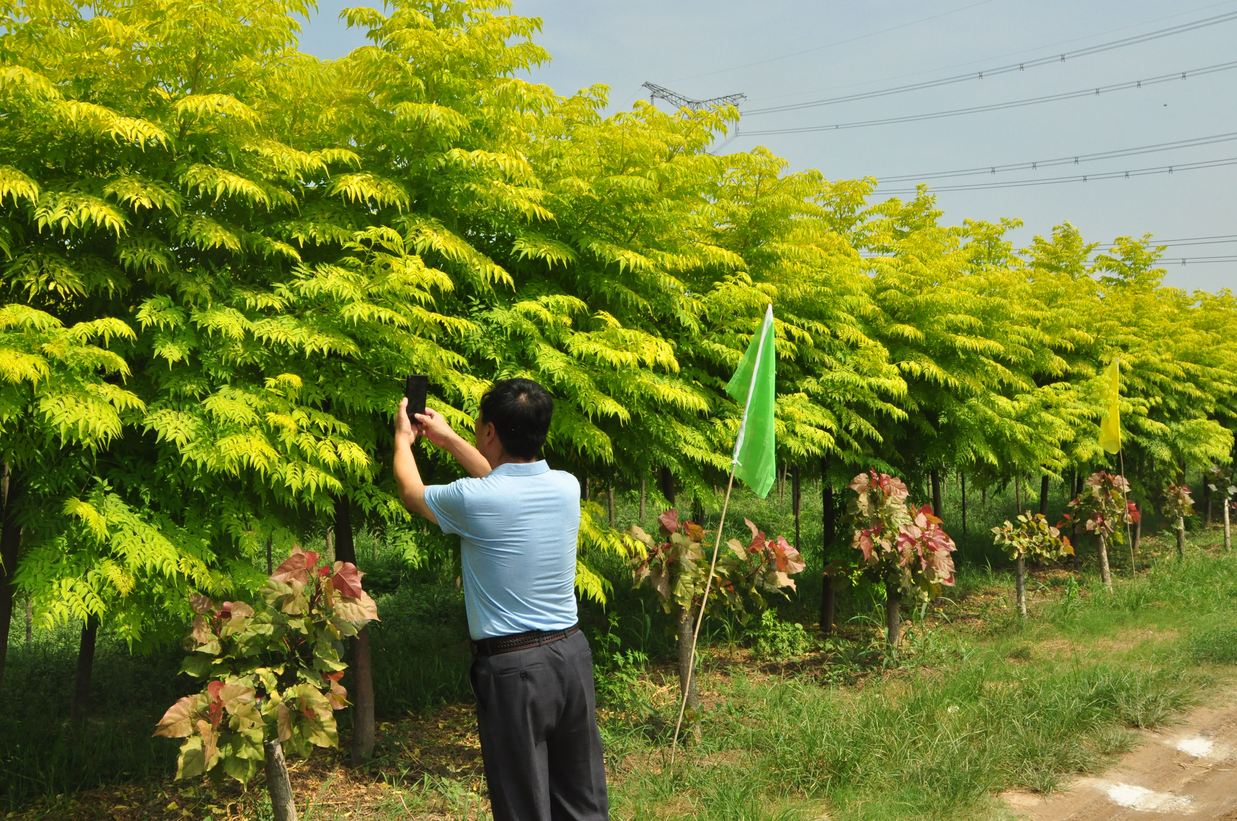 河南省优质彩叶苗木现场观摩暨花木产业研讨会在商丘顺利召开