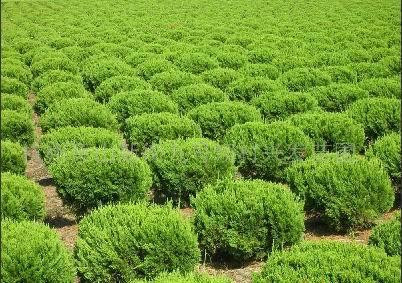 河南汝南万亩苗木基地诚售优质绿化苗木，助力生态文明建设