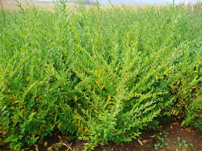 供应水蜡苗木 沭阳县完美园林绿化苗木场的专业乔灌木供应服务