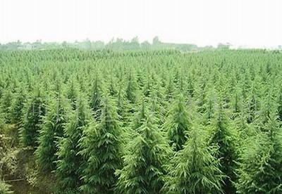 绿化苗木赏析 雪松、榆叶梅、丝绵木、白腊与杜仲的生态与景观价值