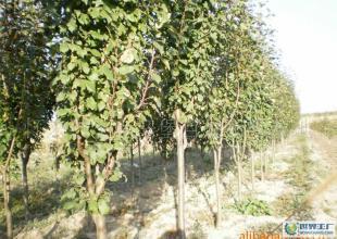 海棠苗木 高成活率的美化风景优选