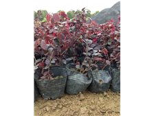 绿意盎然，品质之选——探访郴州市苏仙区绿溪草皮苗木绿化基地