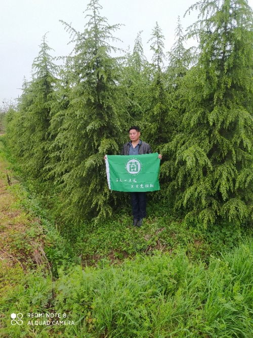 携手共赢新篇章 热烈祝贺滁州市青和缘草坪苗木专业合作社入驻苗木通