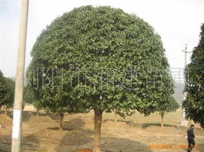 湖南绿化苗木指南 各规格丹桂/桂花供应、厂商信息与价格参考