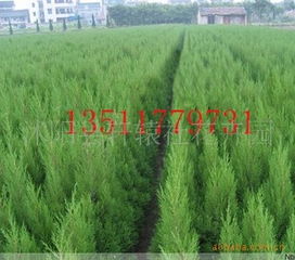 优质绿化苗木 蜀桧桧柏1.5米苗木大规模供应