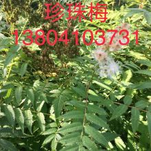 开原市四旺苗圃 专业苗木供应商，绿化工程优选伙伴